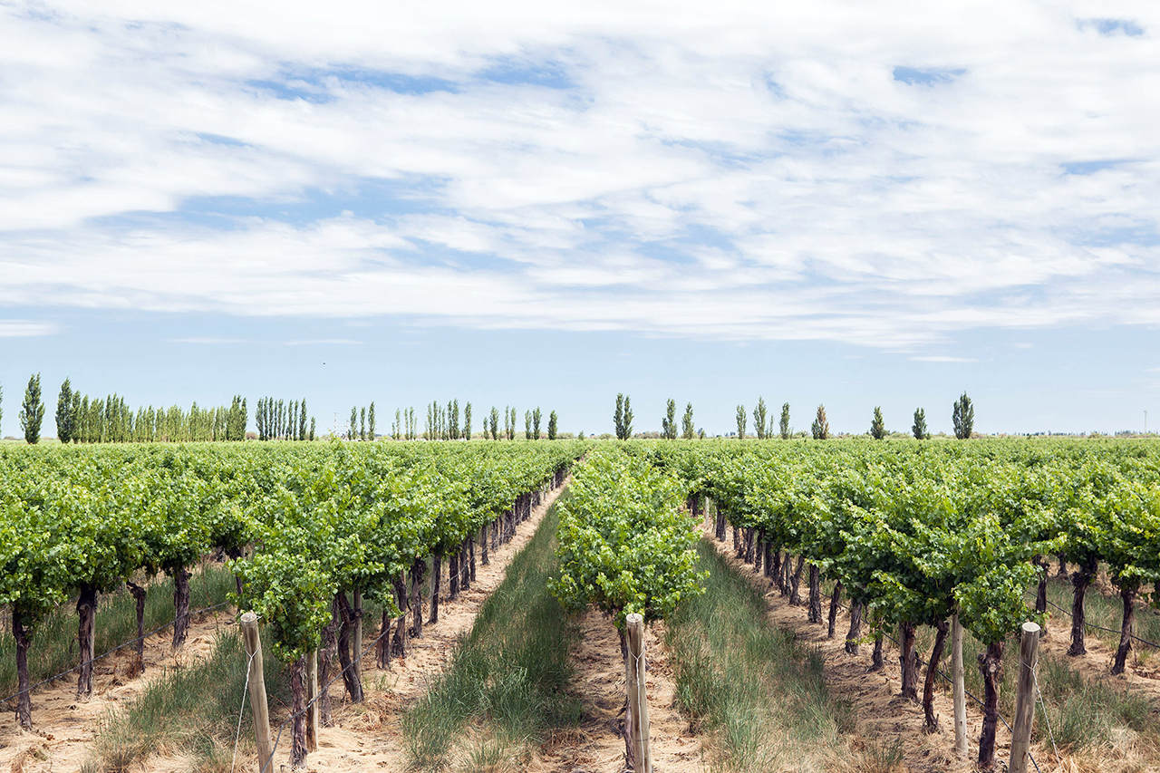 Viñedos -Finca del Enlace